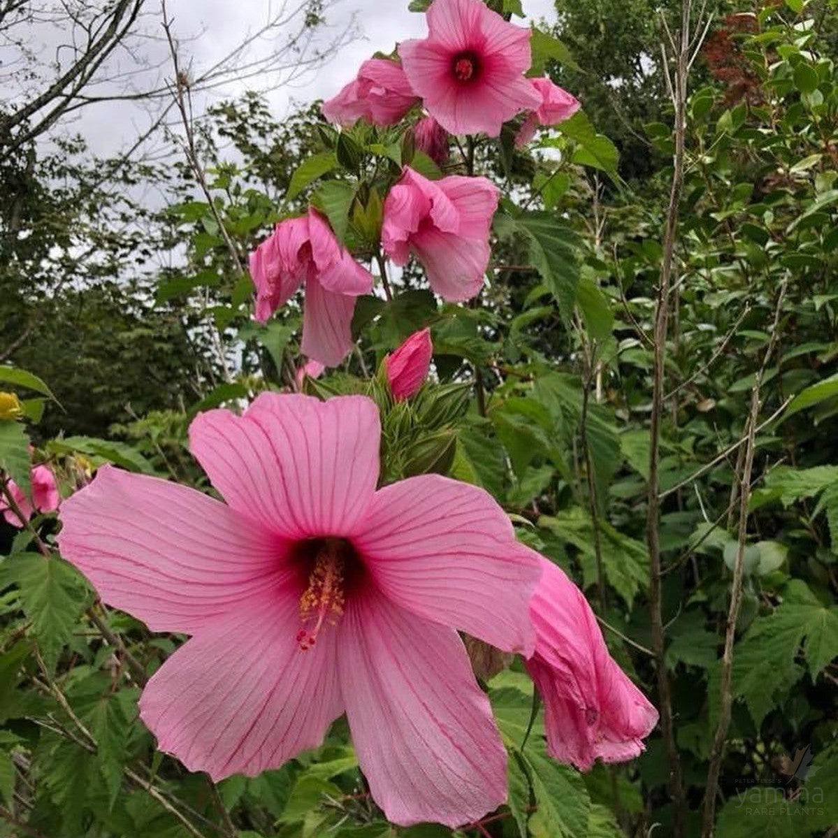 Hibiscus moscheutos Ascot Pink 3