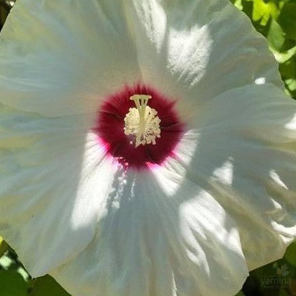 Hibiscus moscheutos Moondance 1