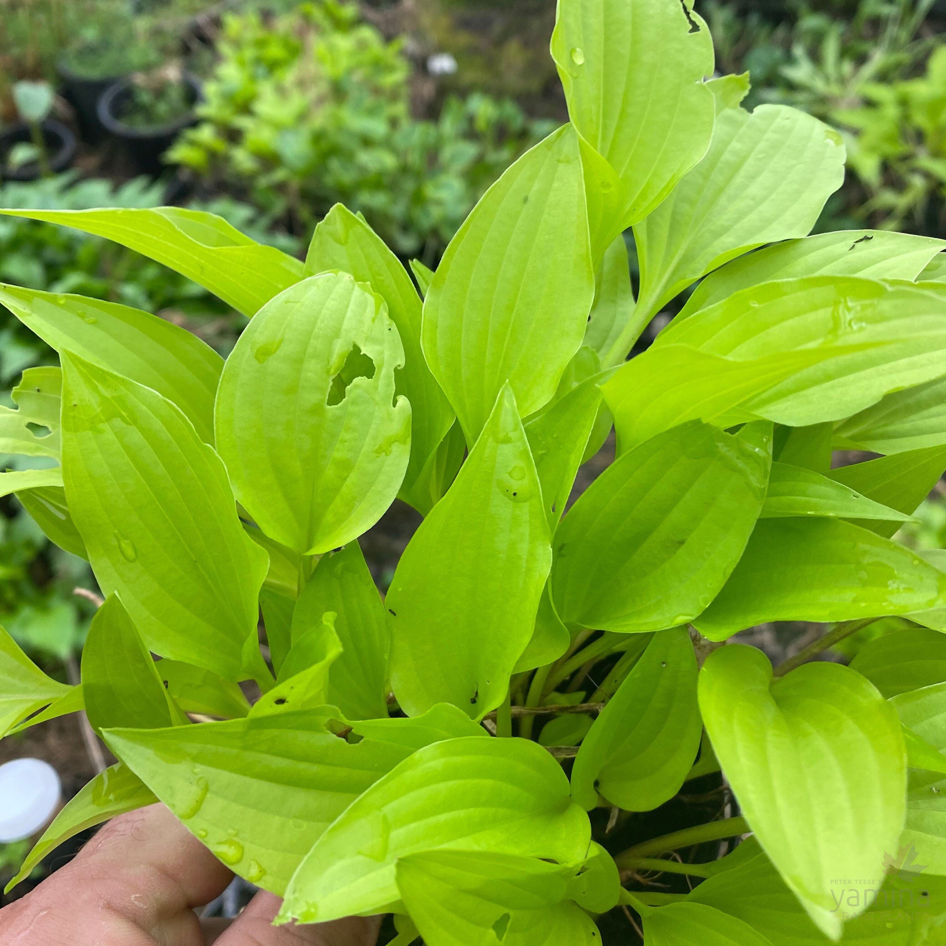 Hosta Feather Boa 1