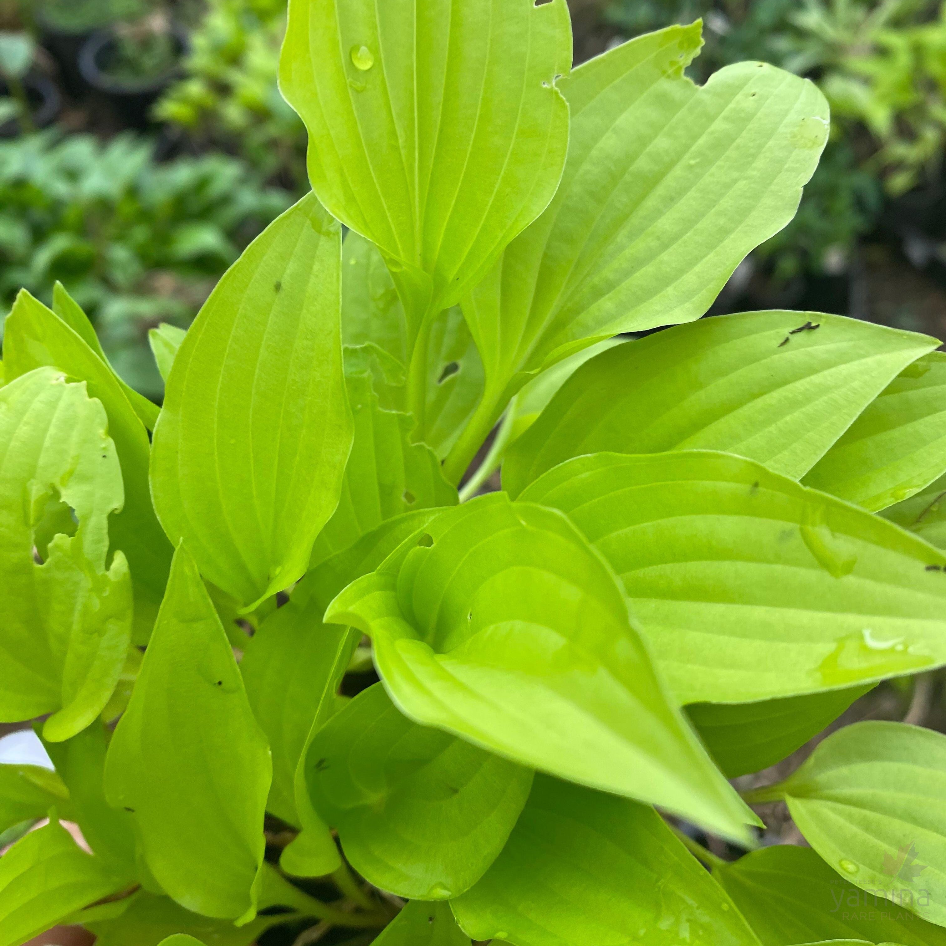 Hosta Feather Boa 2
