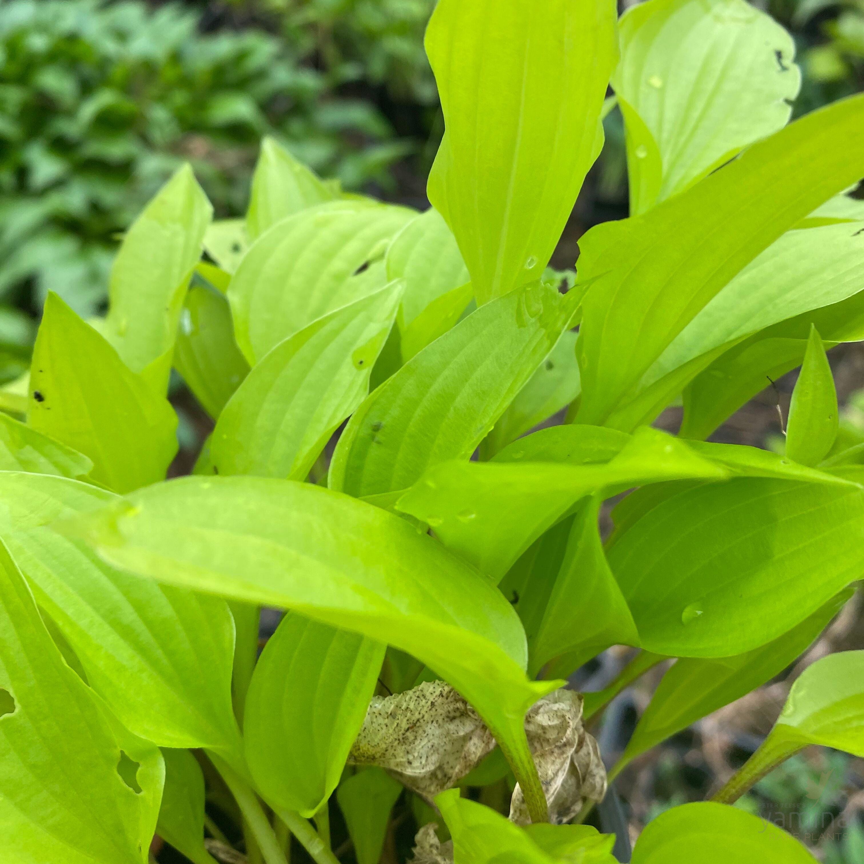 Hosta Feather Boa 3