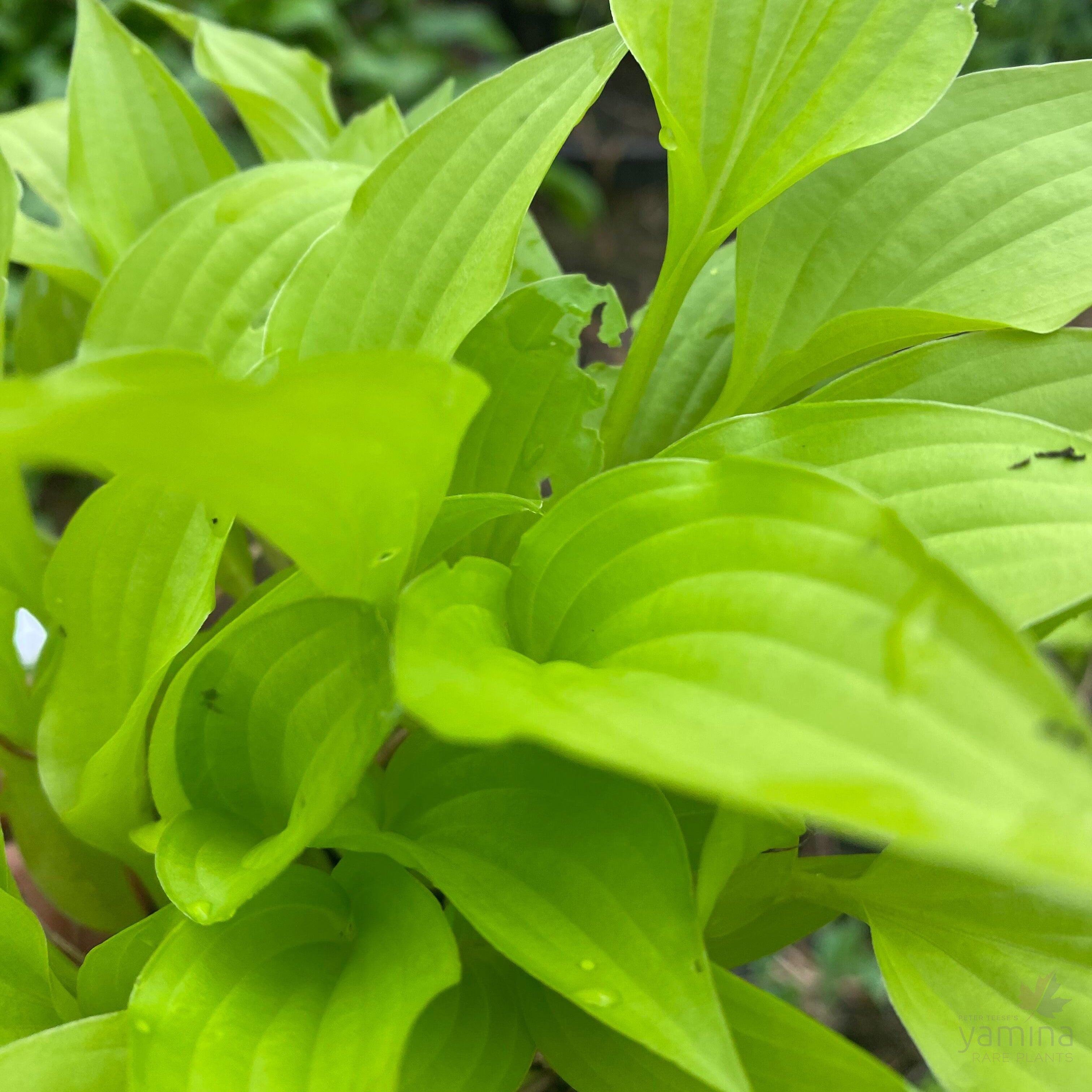 Hosta Feather Boa 4