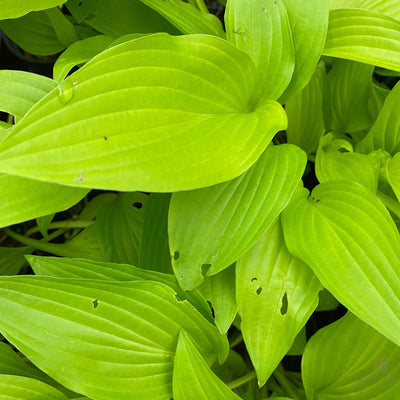 Hosta