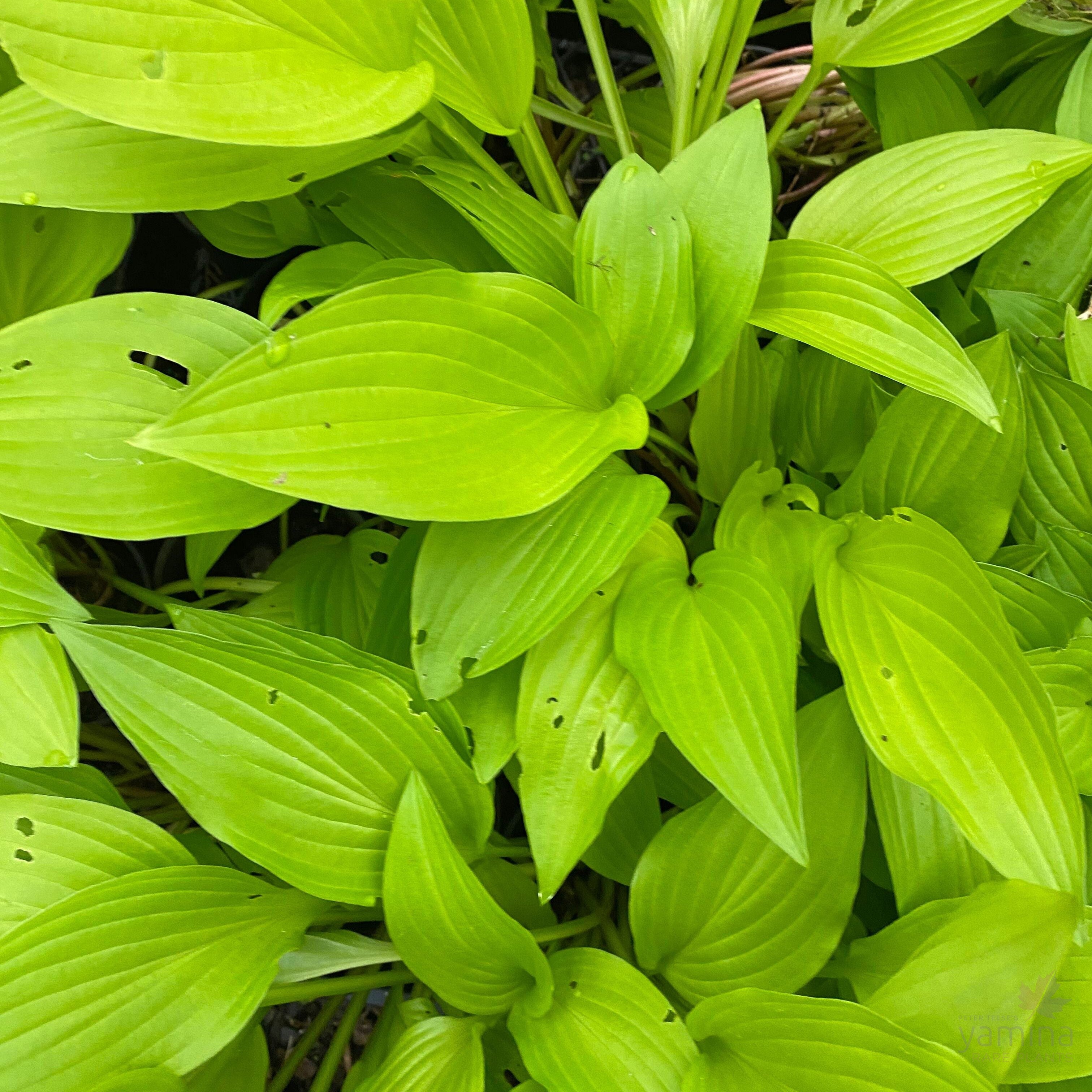 Hosta Purple and Gold 3