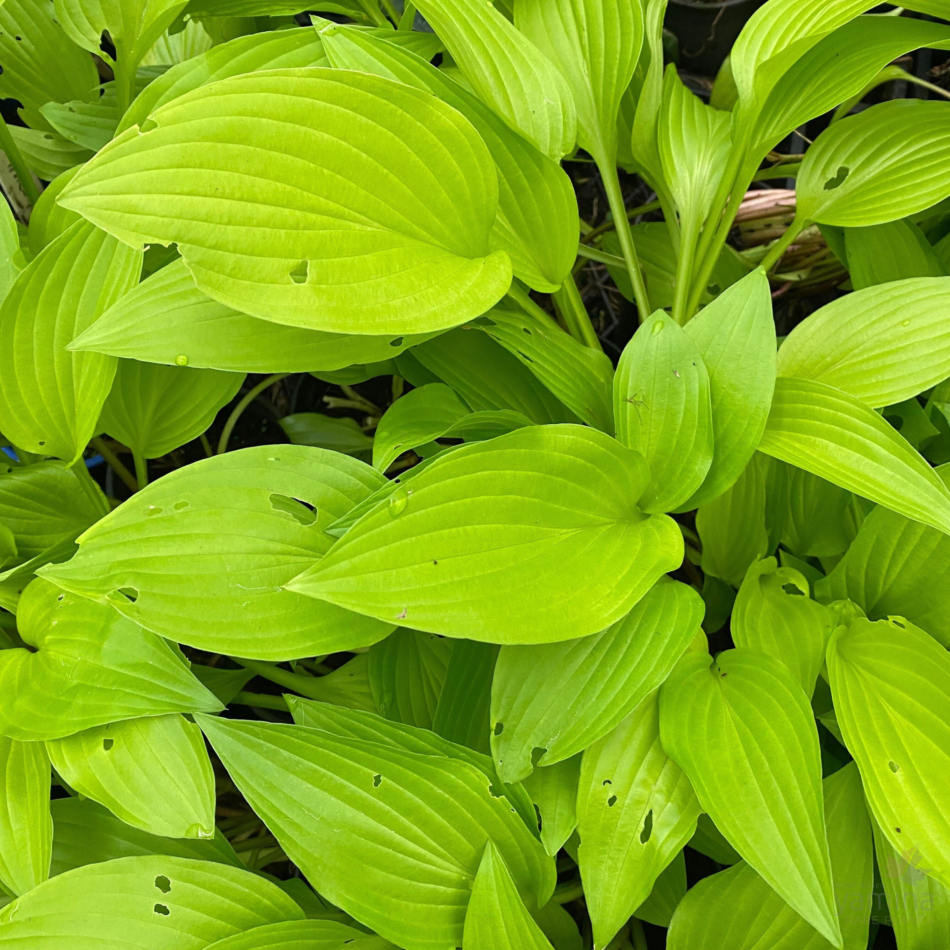 Hosta Purple and Gold 4