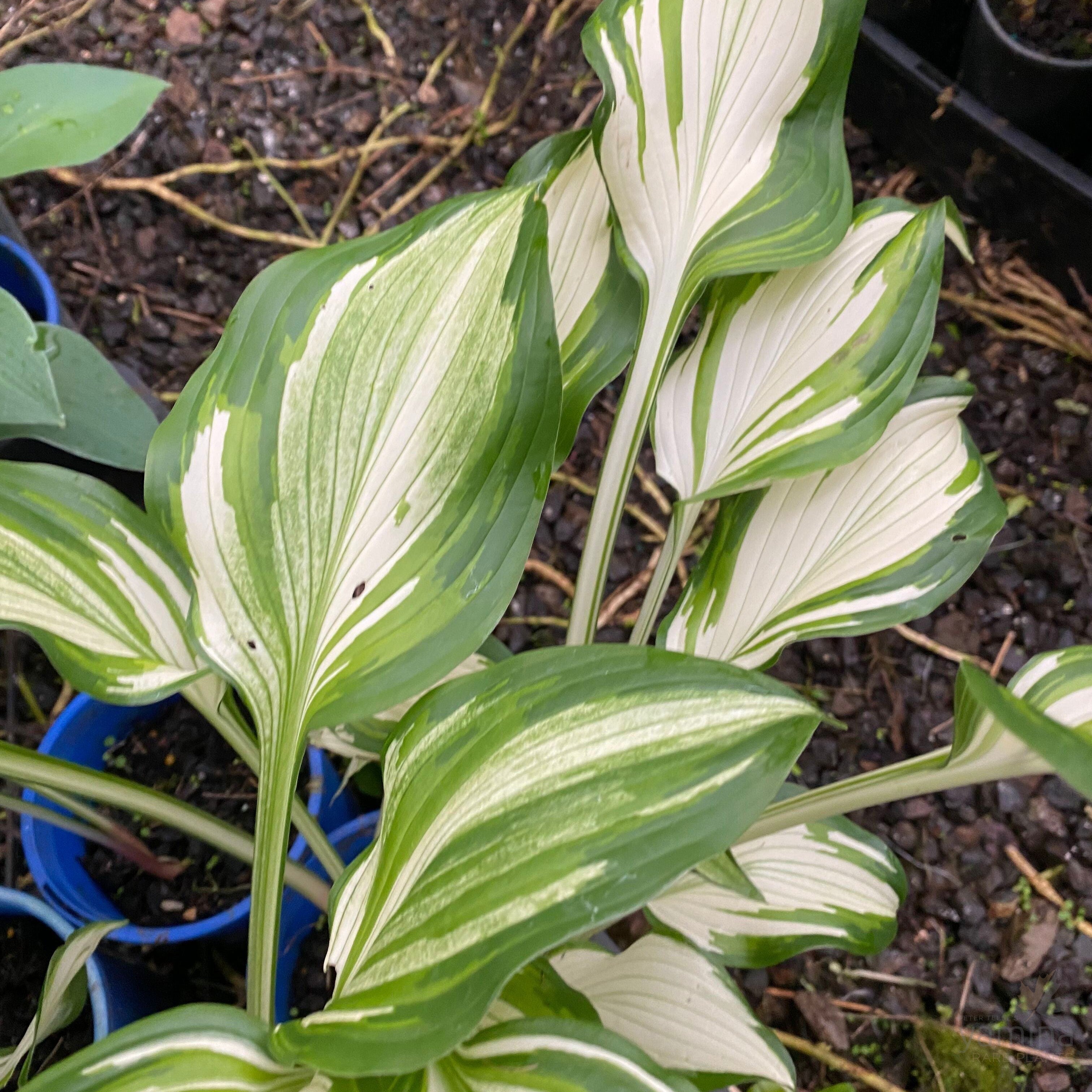 Hosta Undulata 3