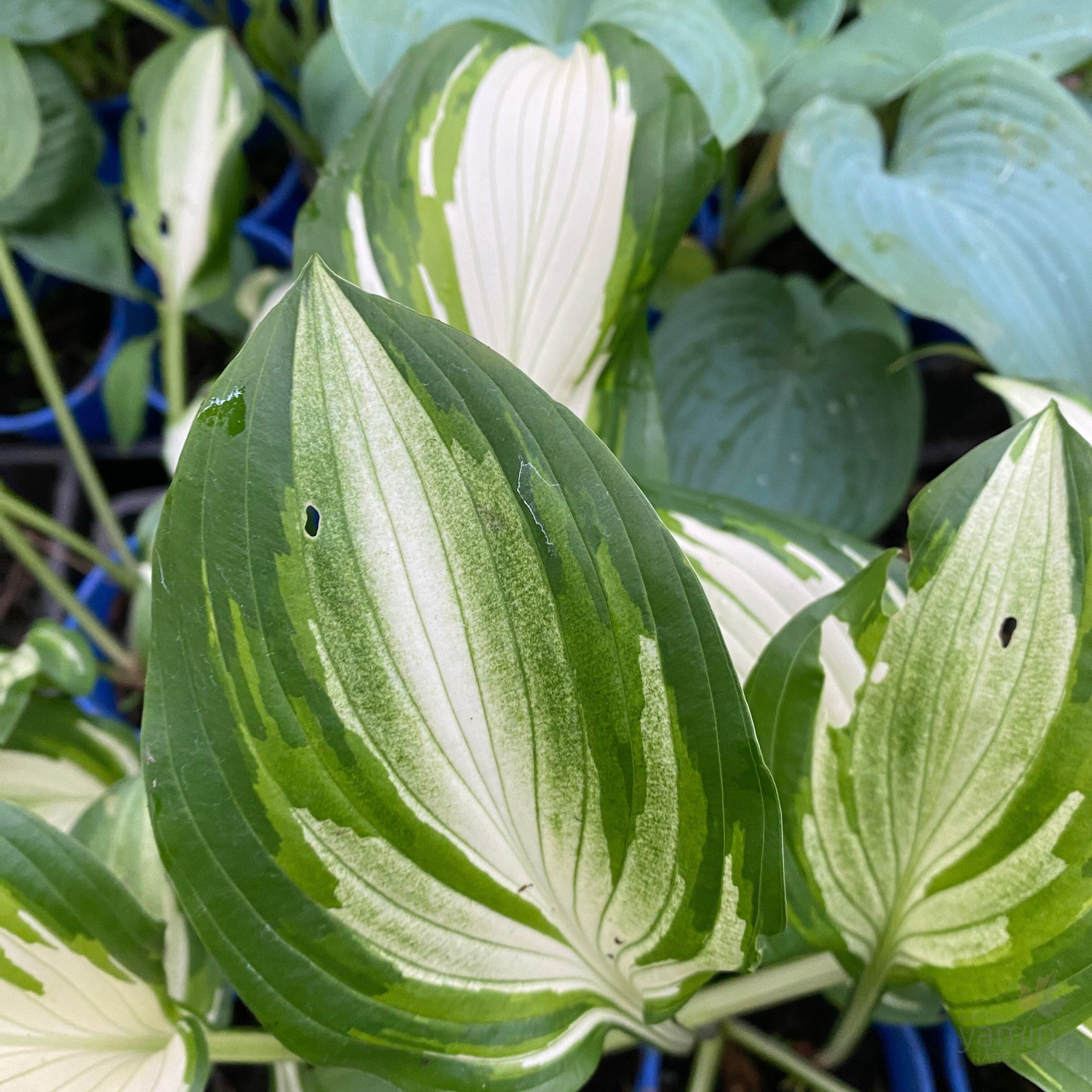 Hosta Undulata 4