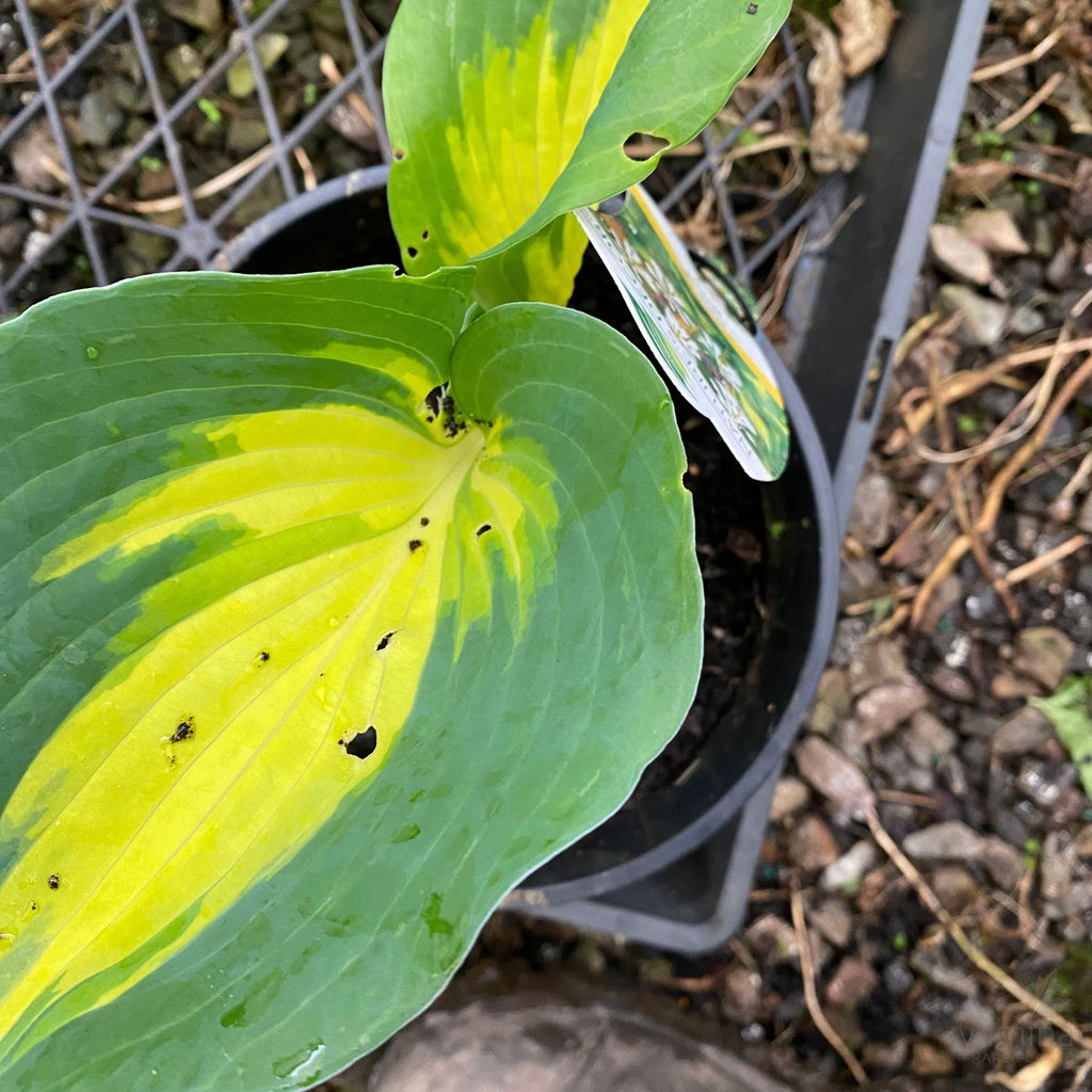 Hosta Beach Rocks Hosta hybrid Beach Boy