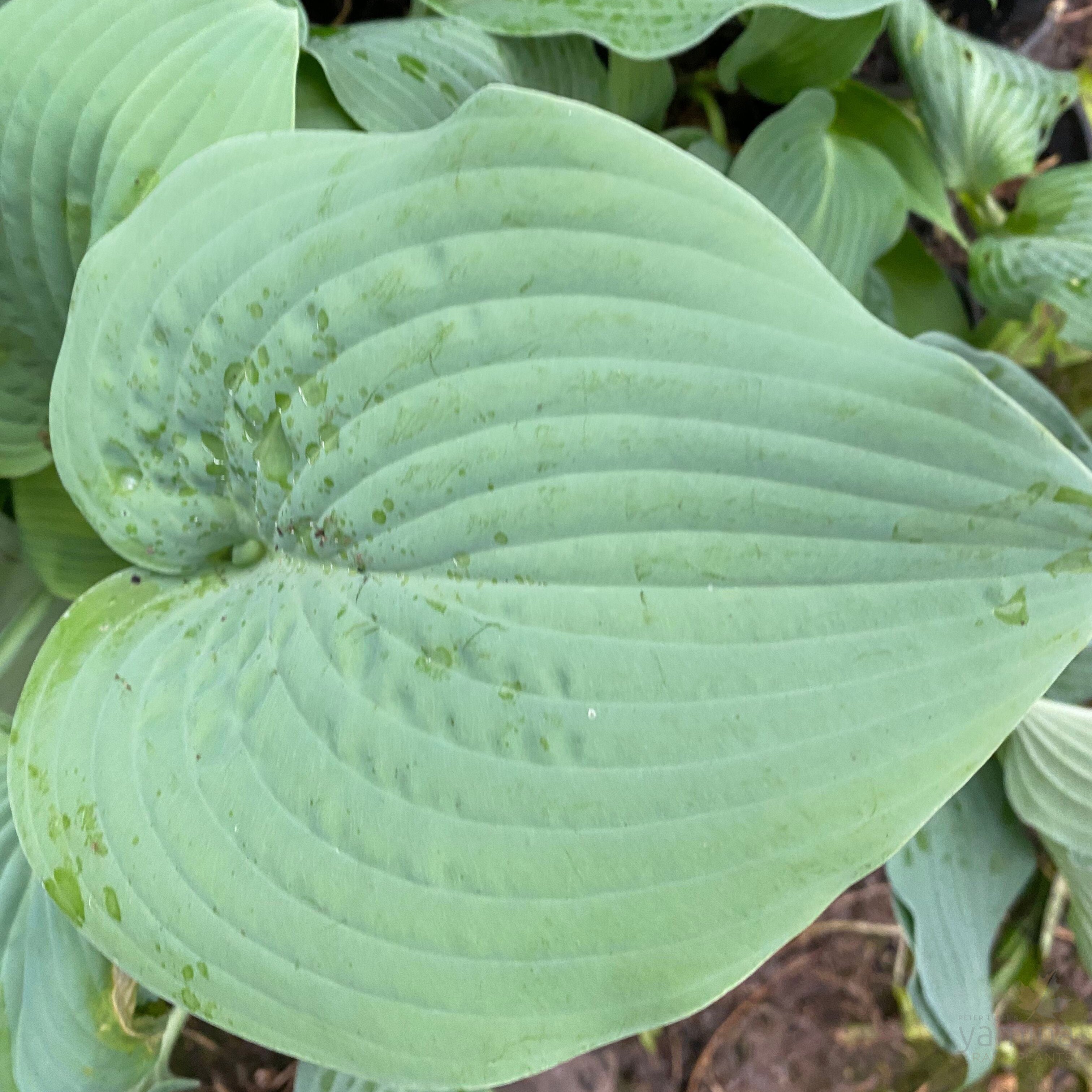 Hosta hybrid Blue Wedgewood 1