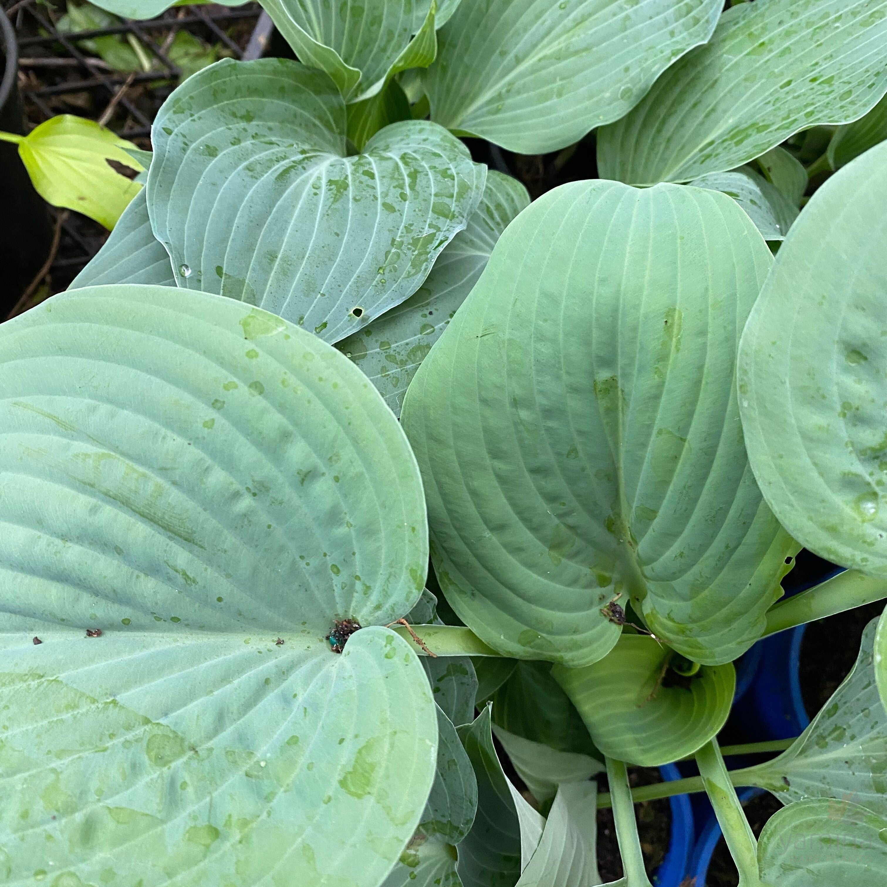 Hosta hybrid Blue Wedgewood 2