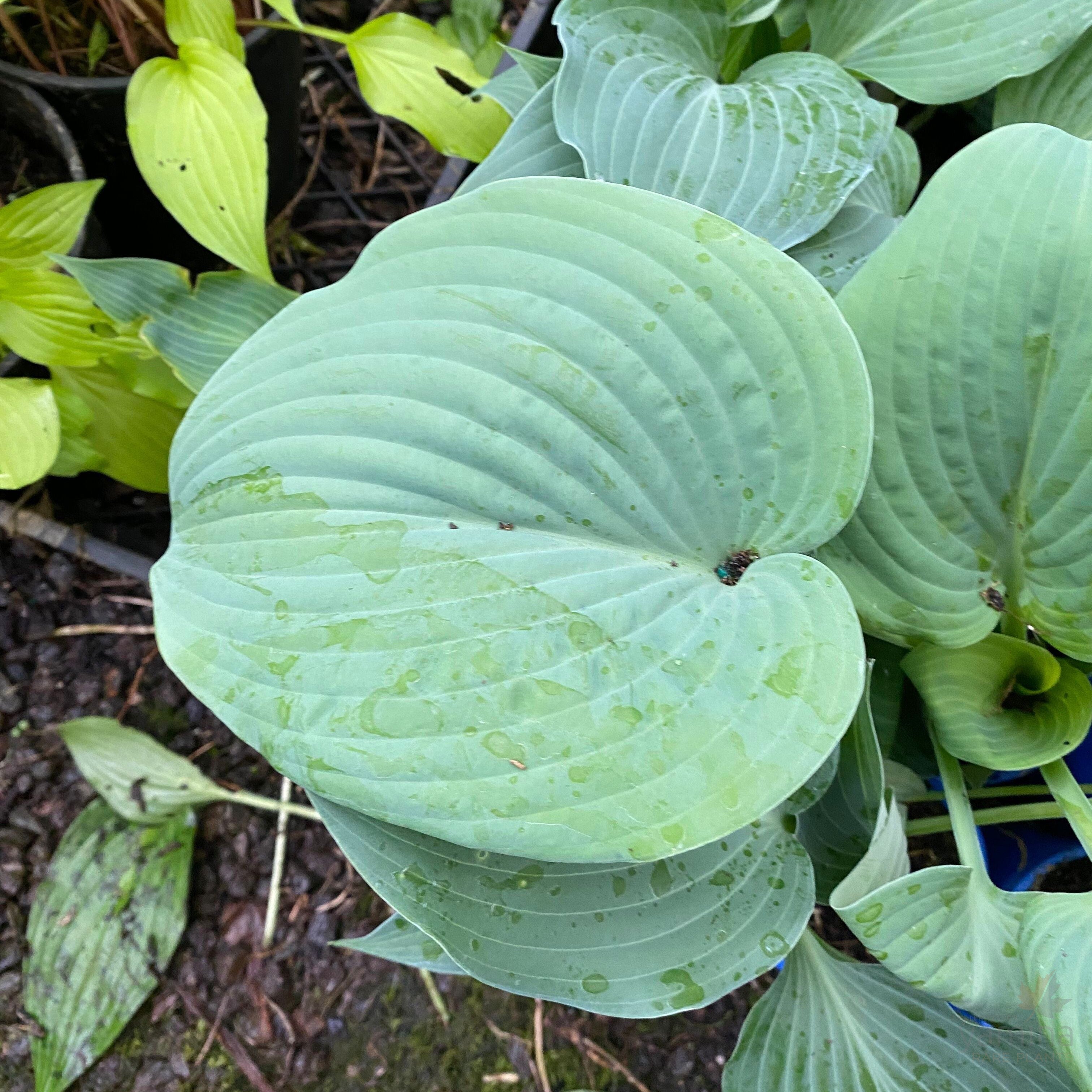 Hosta hybrid Blue Wedgewood 3