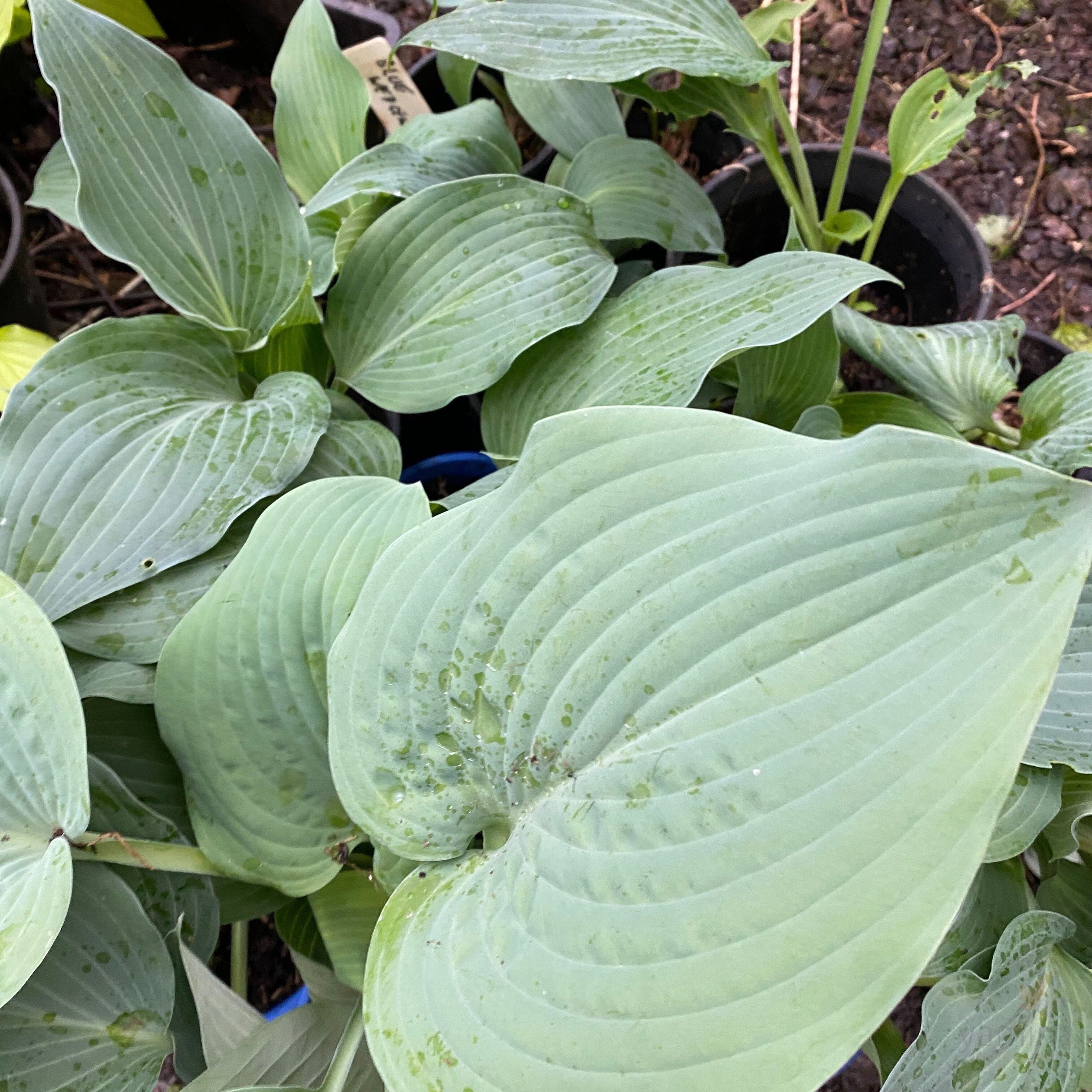 Hosta hybrid Blue Wedgwood