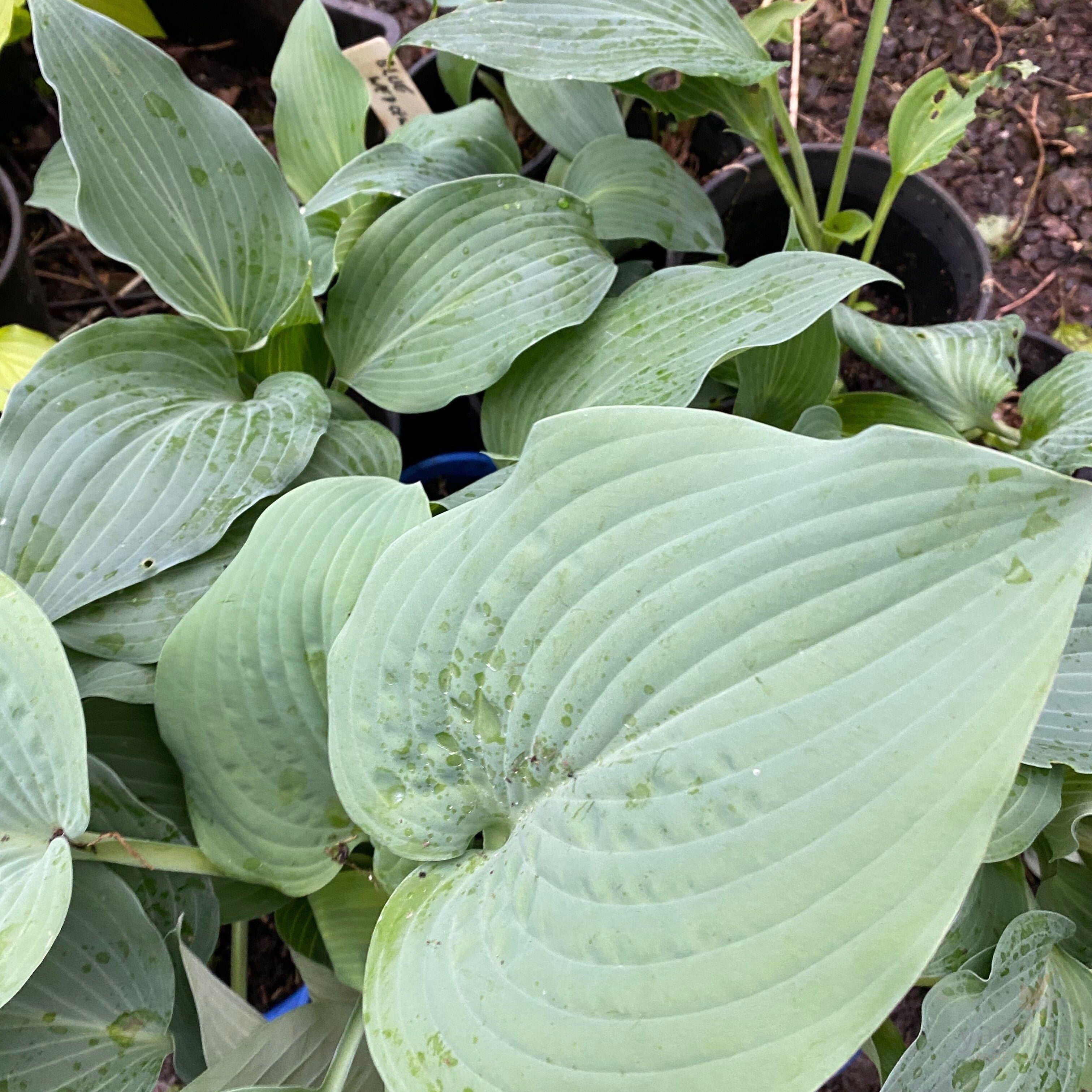 Hosta hybrid Blue Wedgewood 4