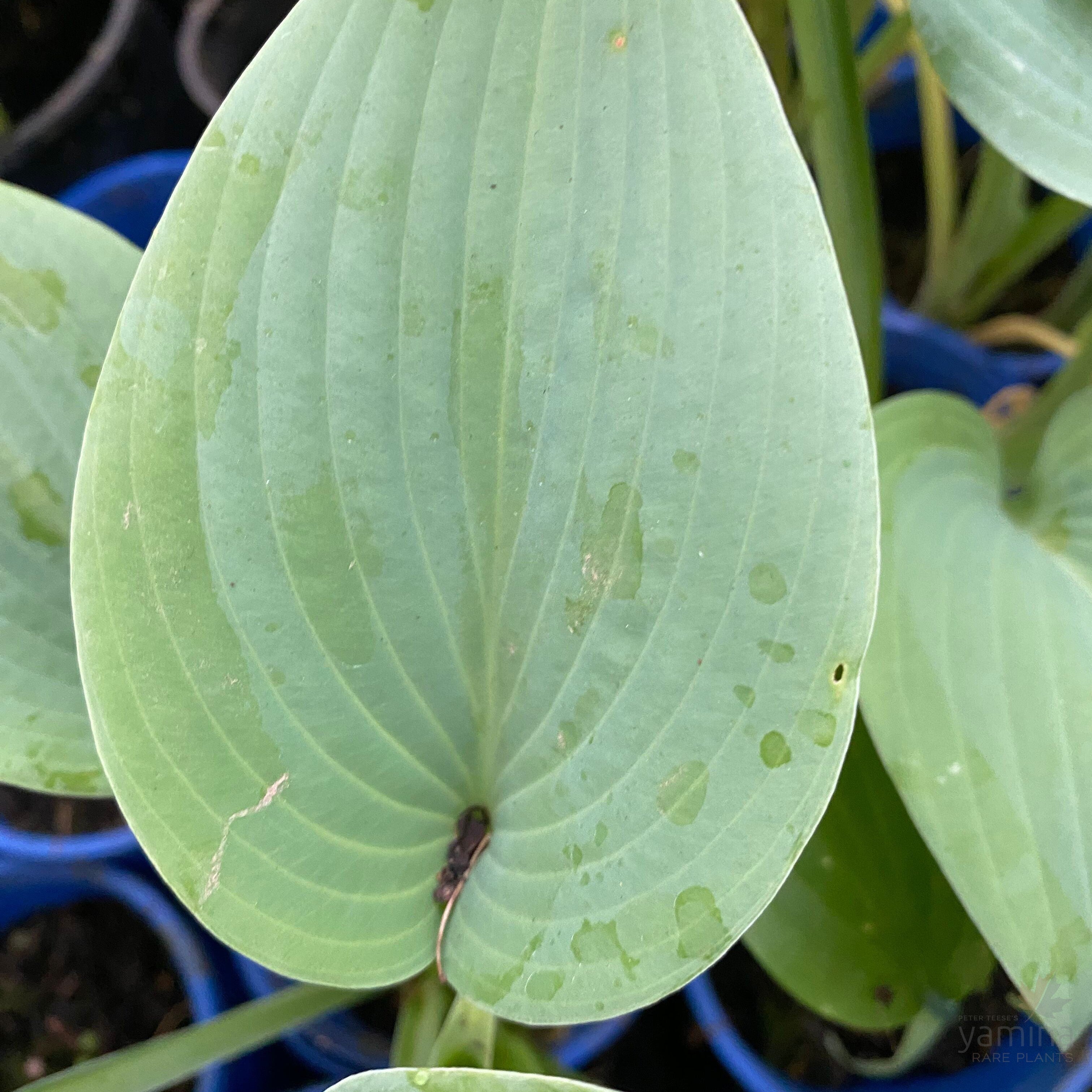 Hosta hybrid Halcyon 4