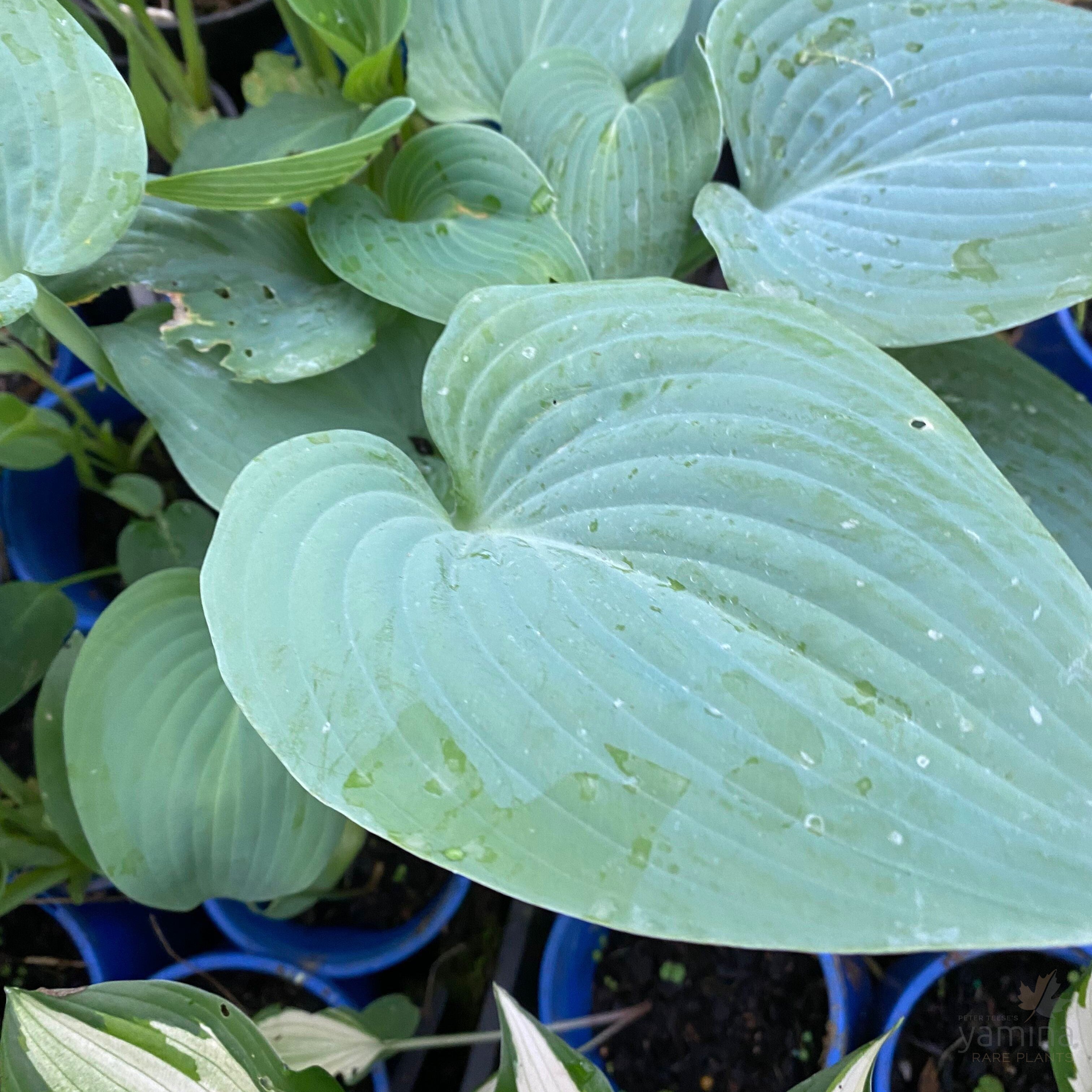 Hosta hybrid Halcyon 5