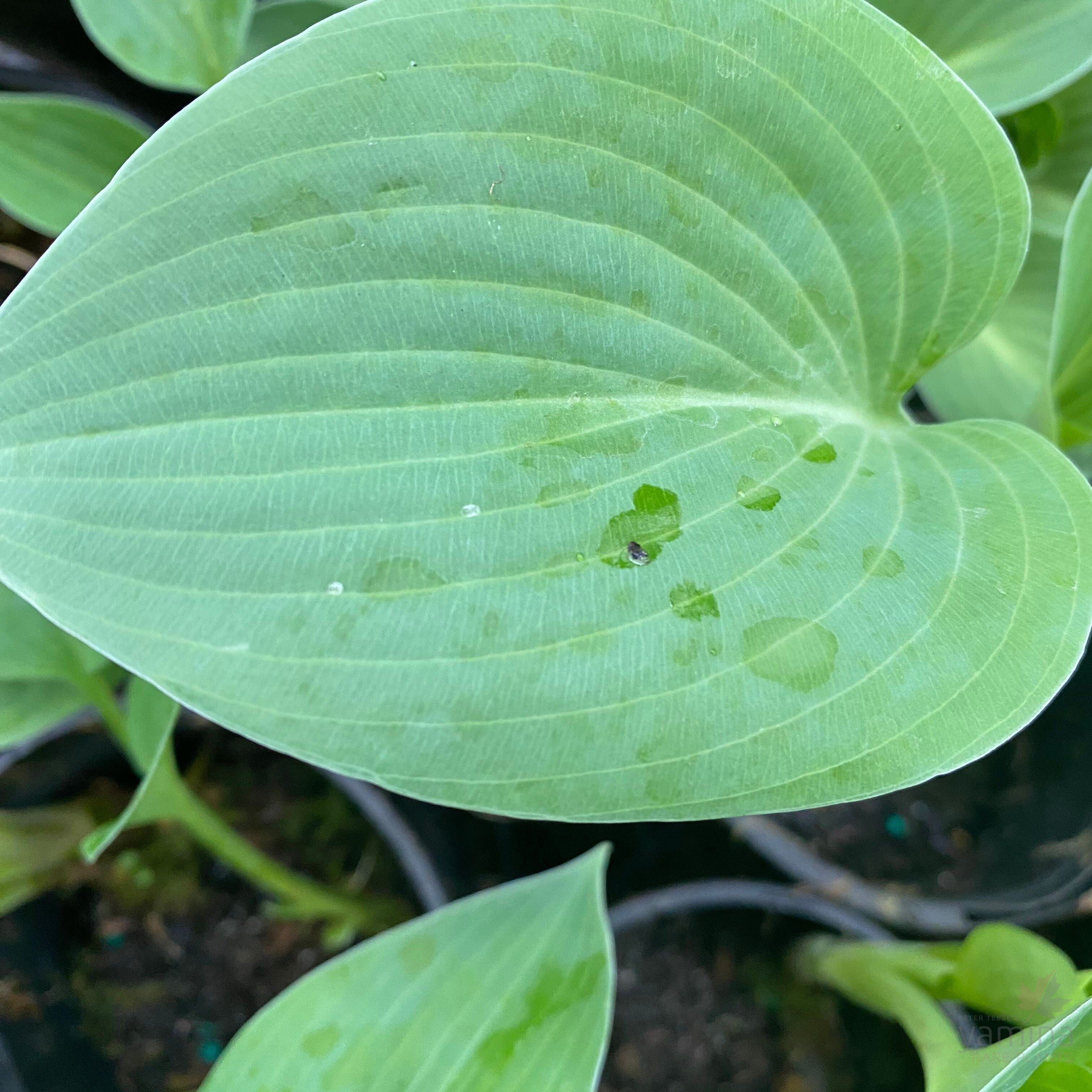 Hosta hybrida Blue Cadet 3