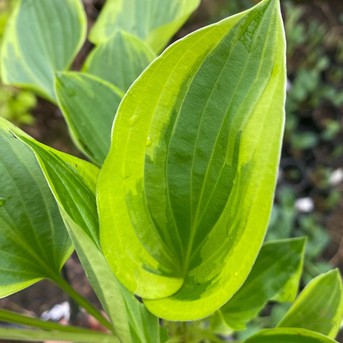 Hosta