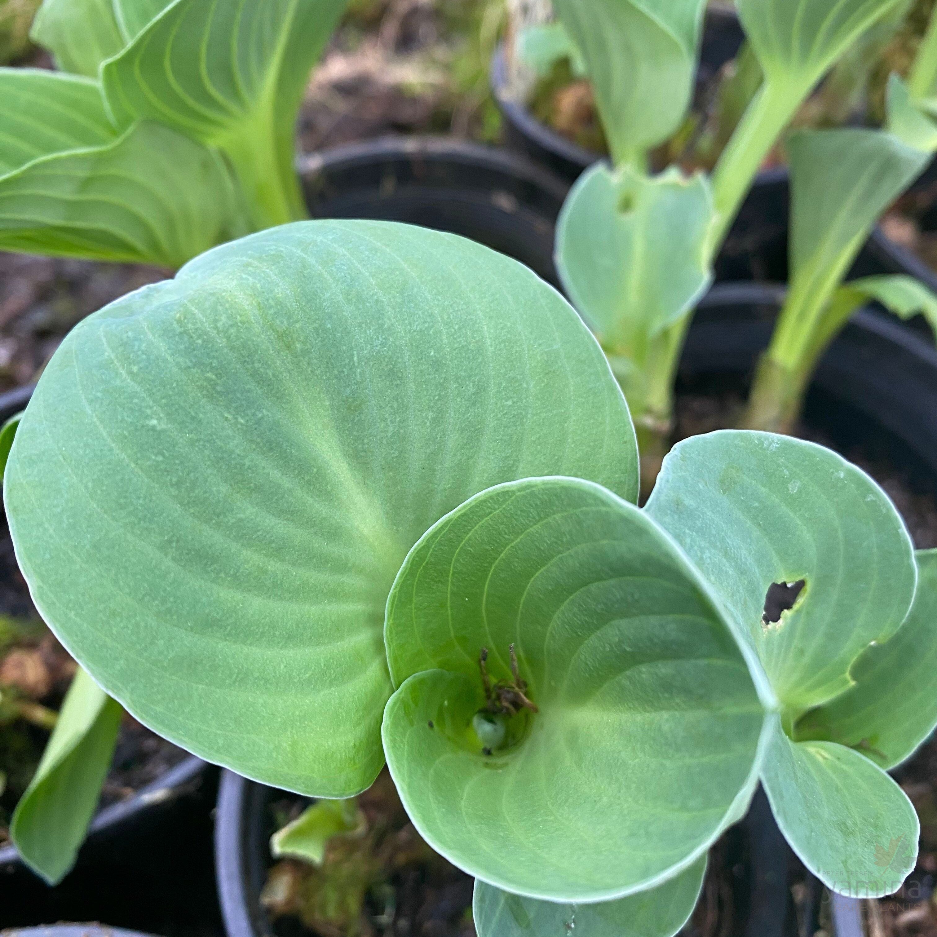 Hosta hybrida Mouse Ears 3