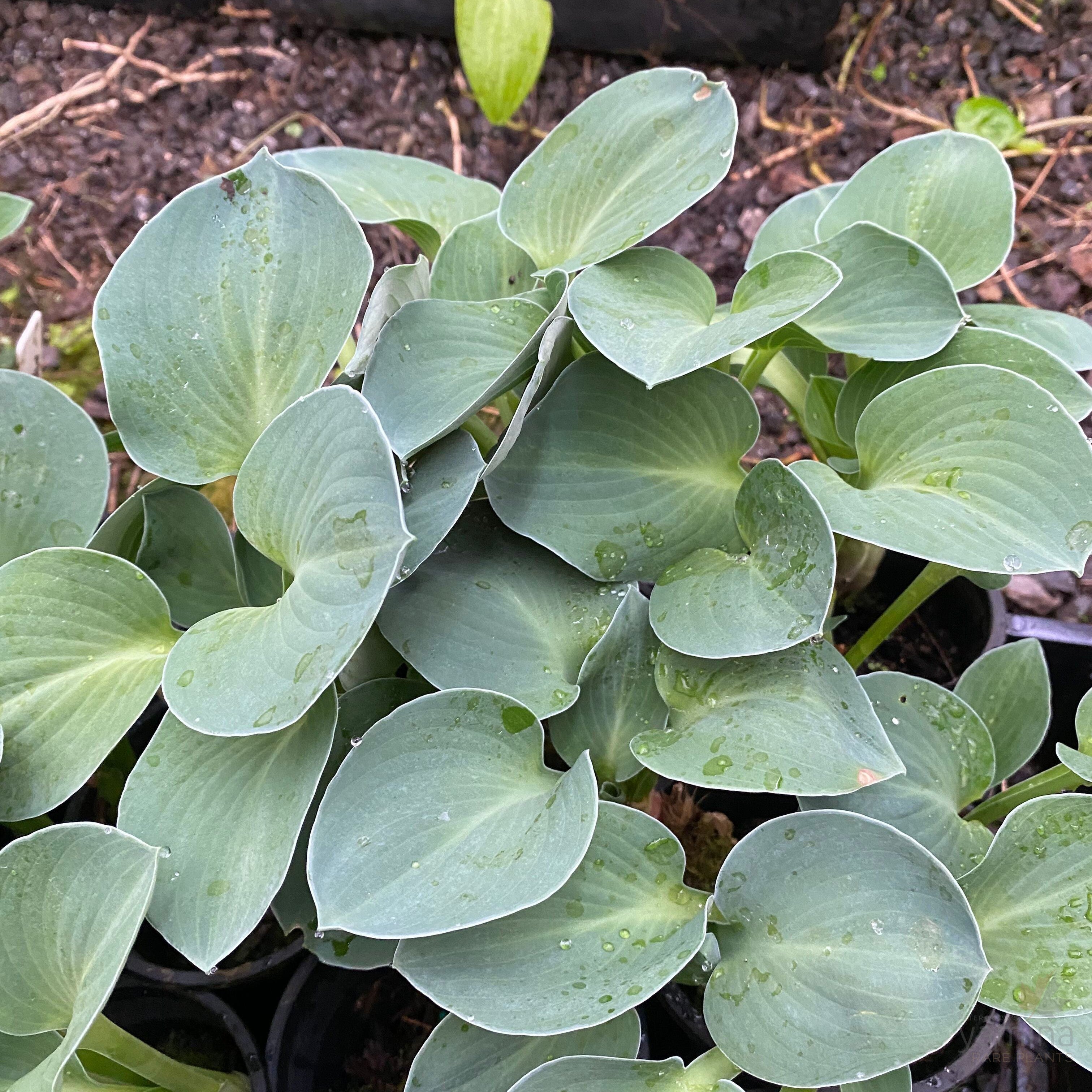 Hosta hybrida Mouse Ears 6