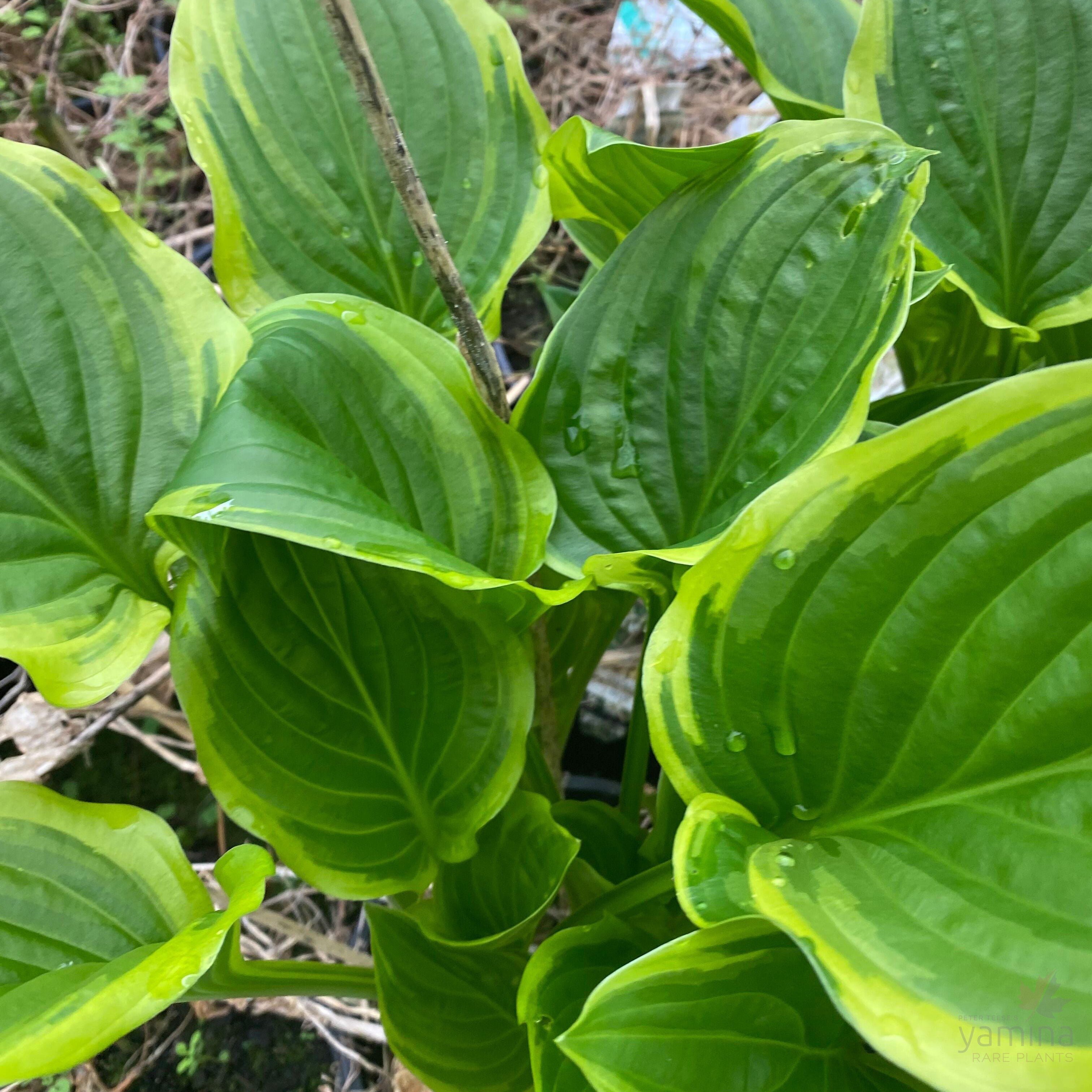 Hosta hybrida So Sweet 4