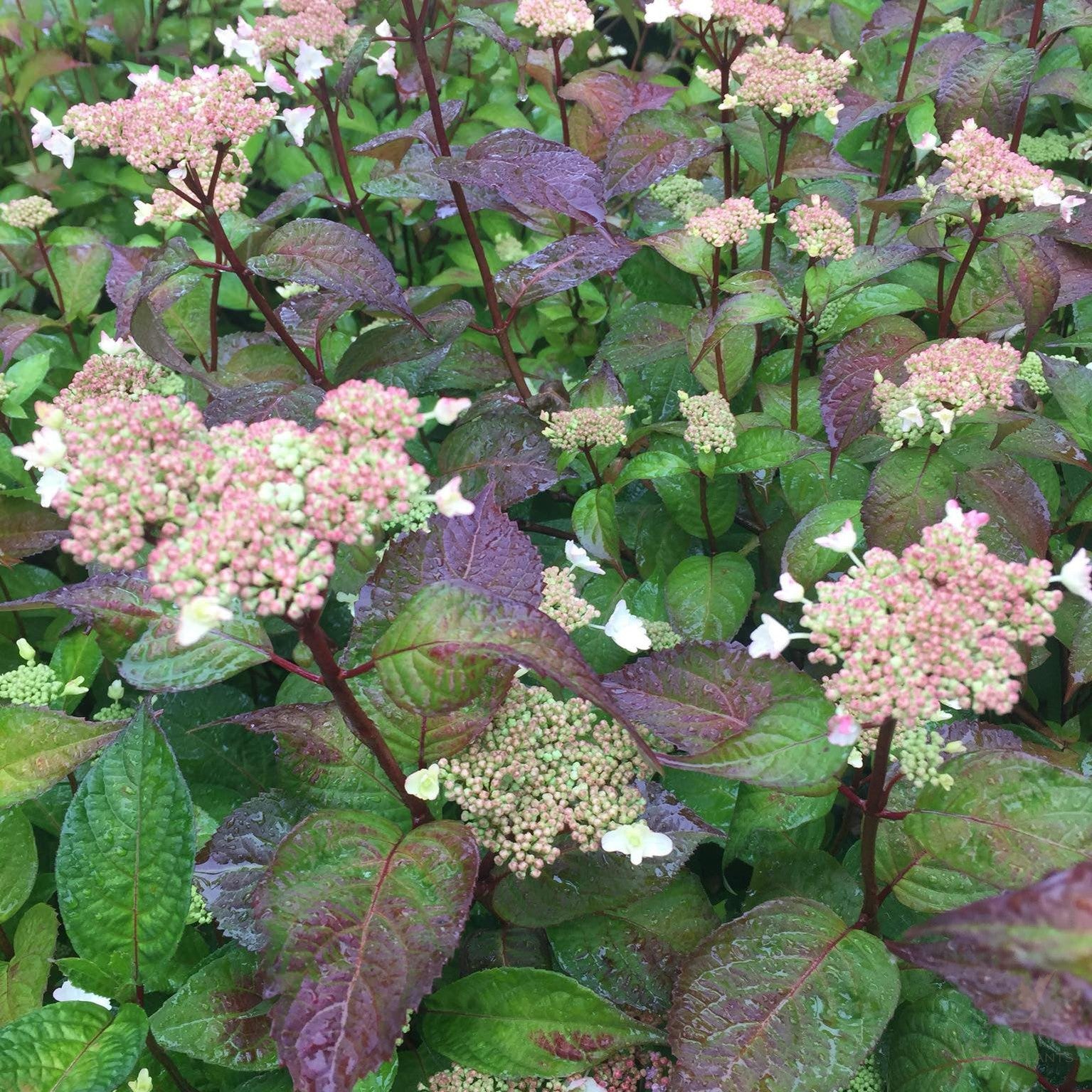 Hydrangea intermedia (serrata Bluebird) 1