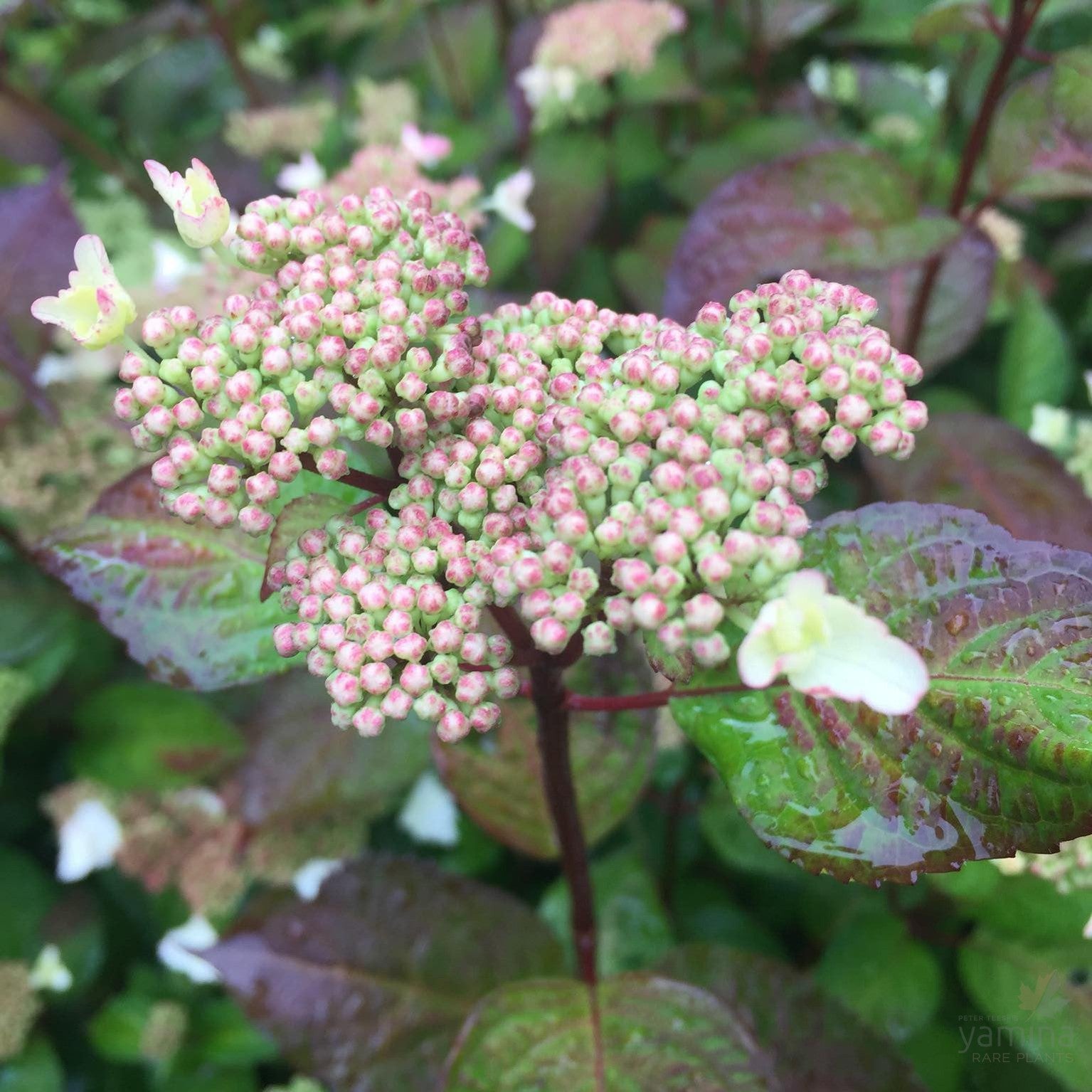 Hydrangea intermedia (serrata Bluebird) 2