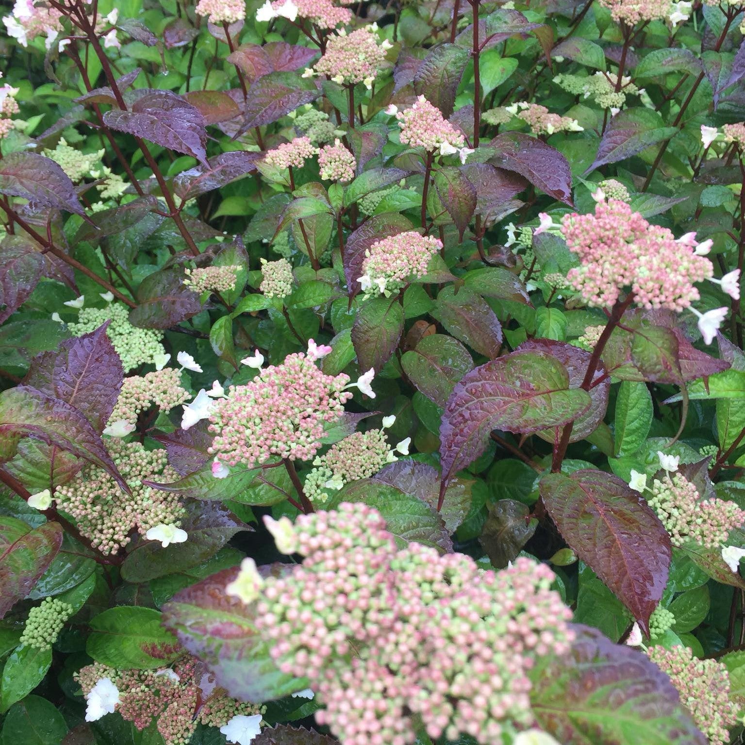Hydrangea intermedia (serrata Bluebird) 3