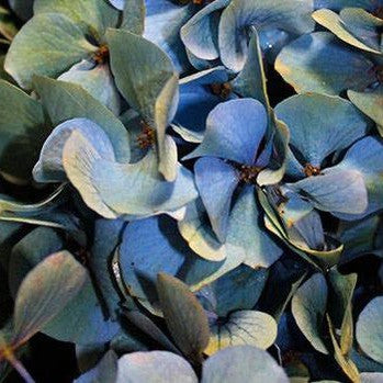 Hydrangea macrophylla Arnold Blue 1