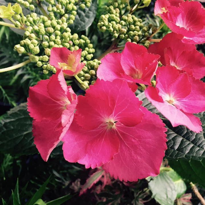 Hydrangea macrophylla Mont Jean 2