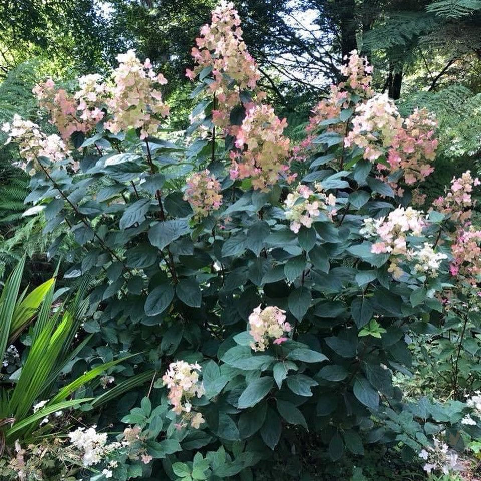 Hydrangea paniculata Floribunda 1