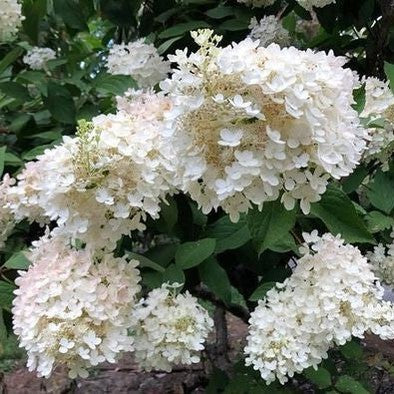 Hydrangea paniculata Grandiflora 1