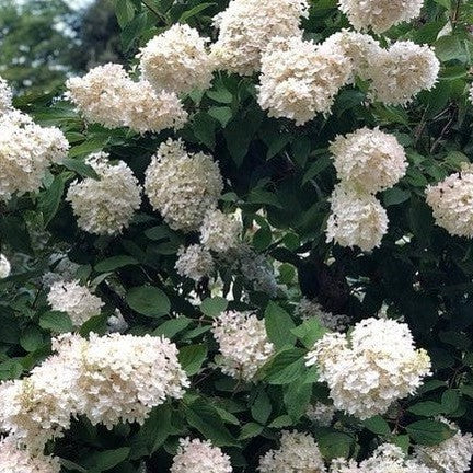 Hydrangea paniculata Grandiflora 2