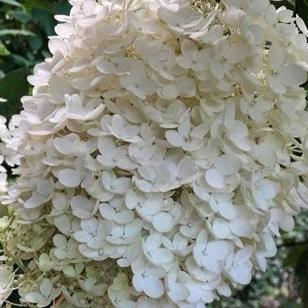 Hydrangea paniculata Grandiflora 3
