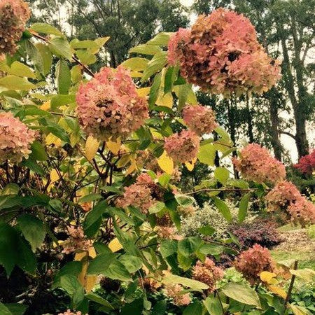 Hydrangea paniculata Grandiflora 4