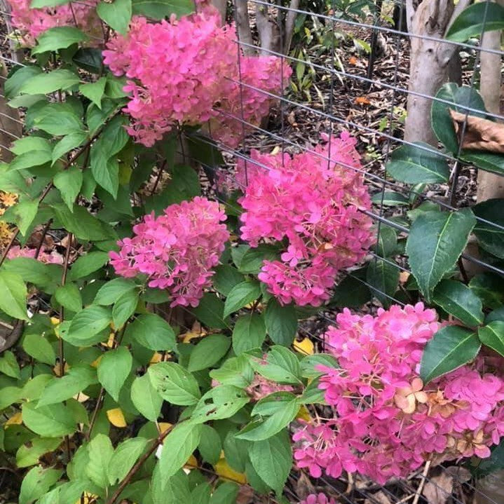 Hydrangea paniculata Pink Diamond 1