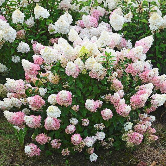 Hydrangea paniculata Sundae Fraise 1