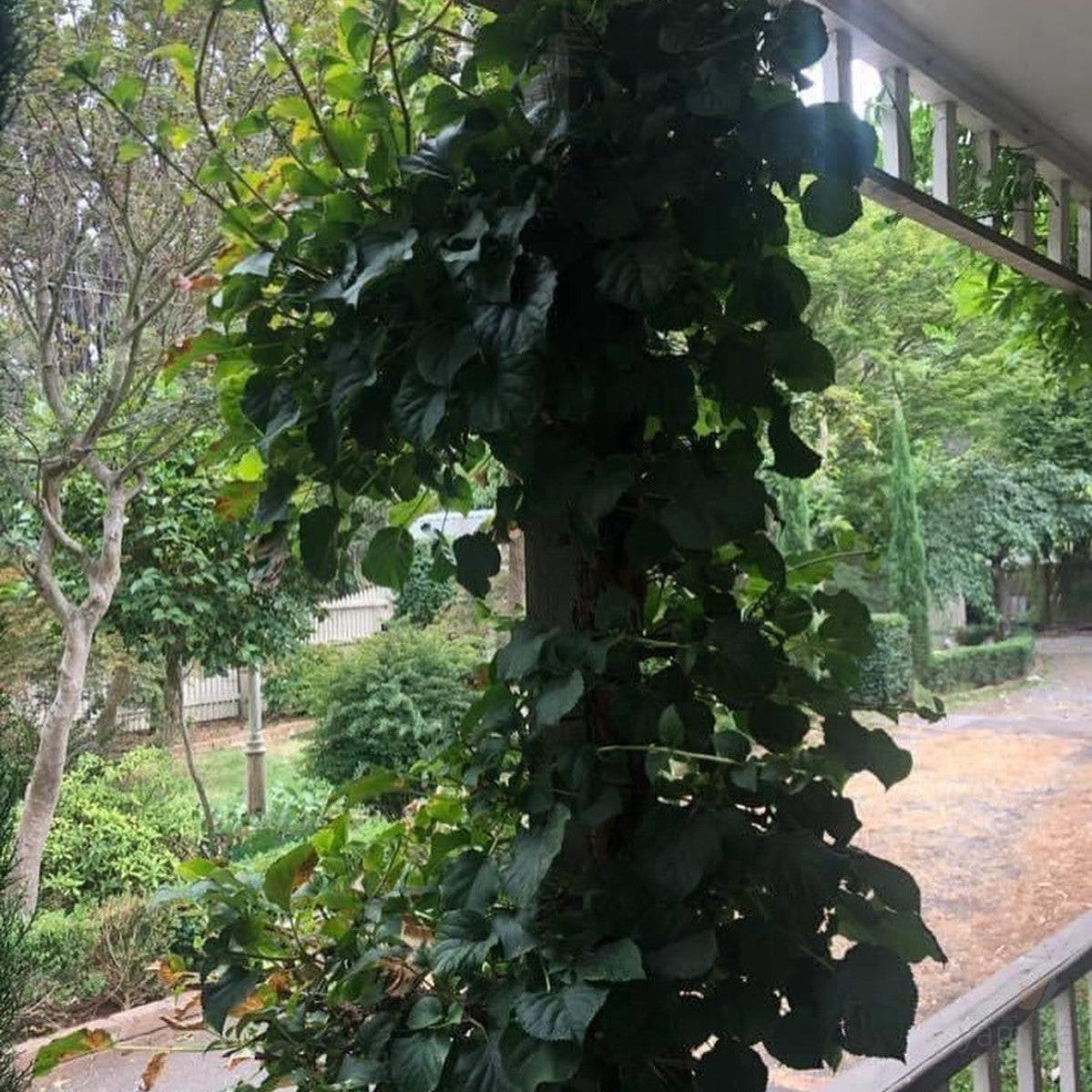 Hydrangea petiolaris 3