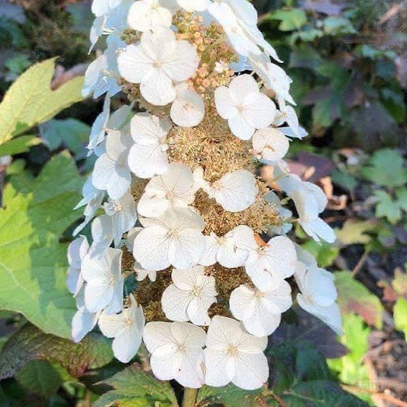 Hydrangea quercifolia Alice 1