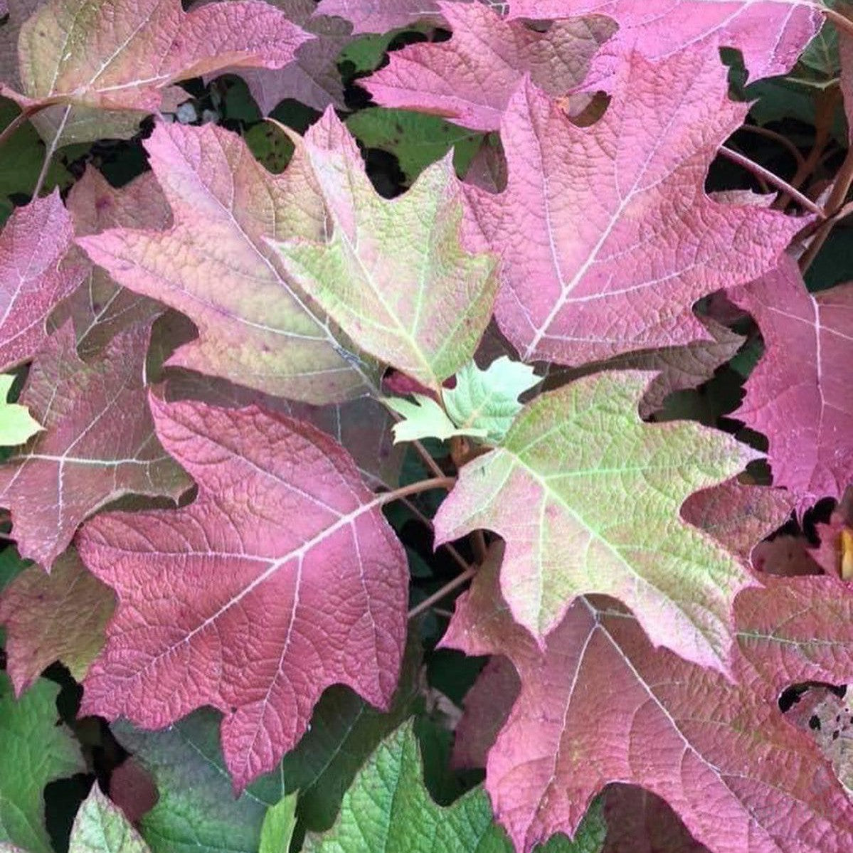 Hydrangea quercifolia Alice 2