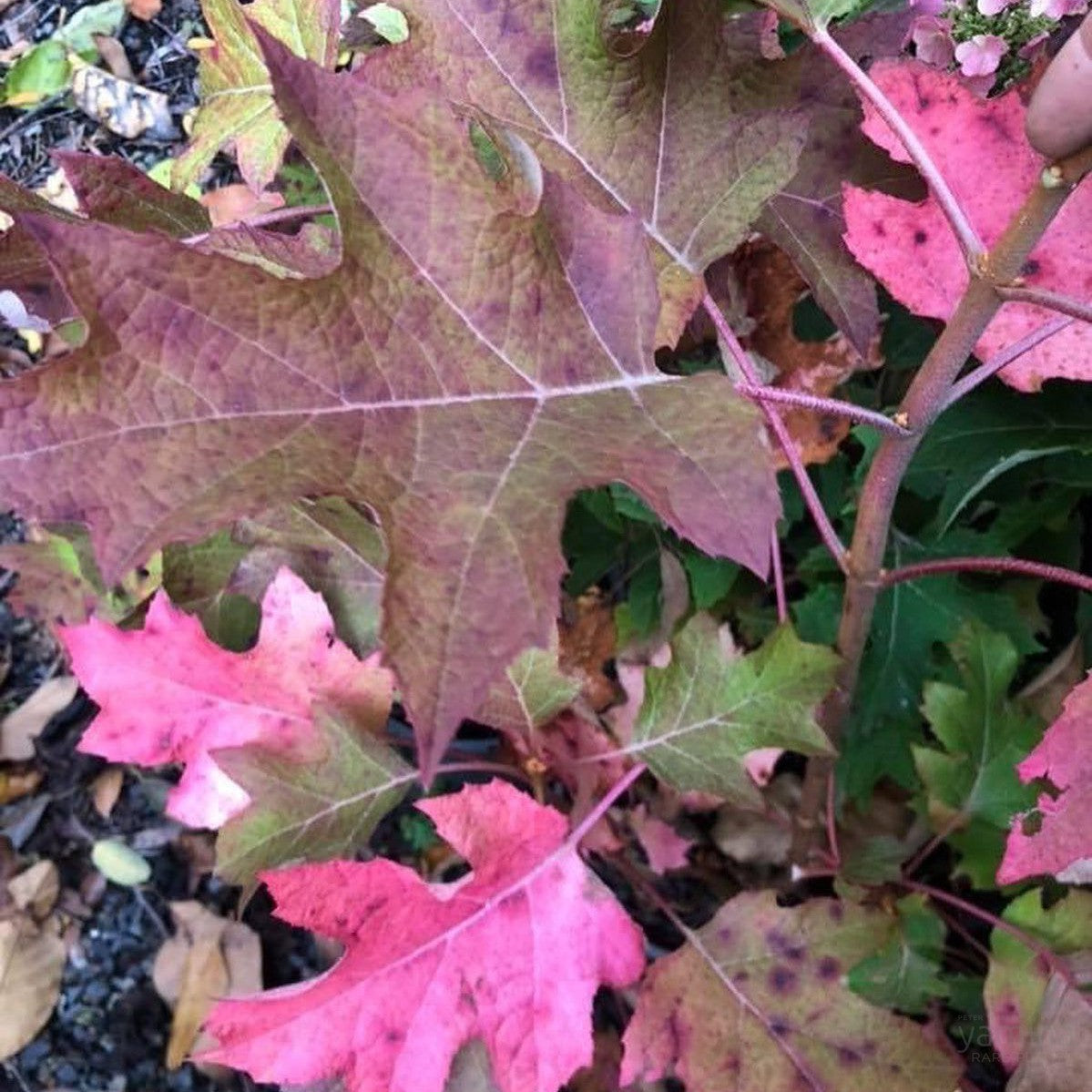 Hydrangea quercifolia Munchkin 1