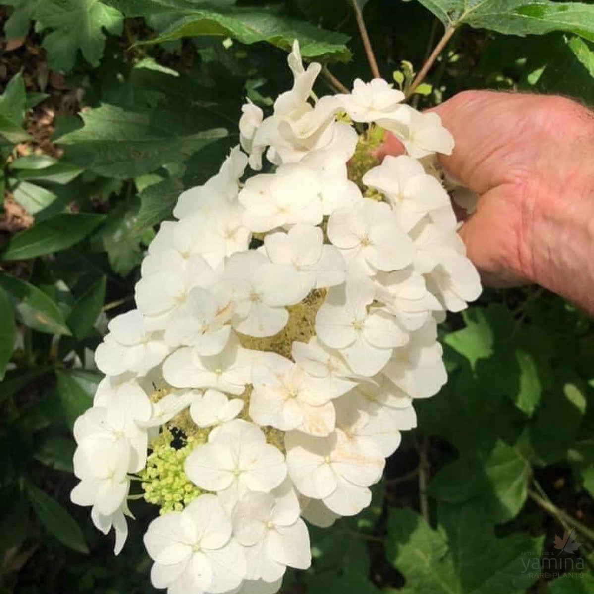 Hydrangea quercifolia Pee Wee 1