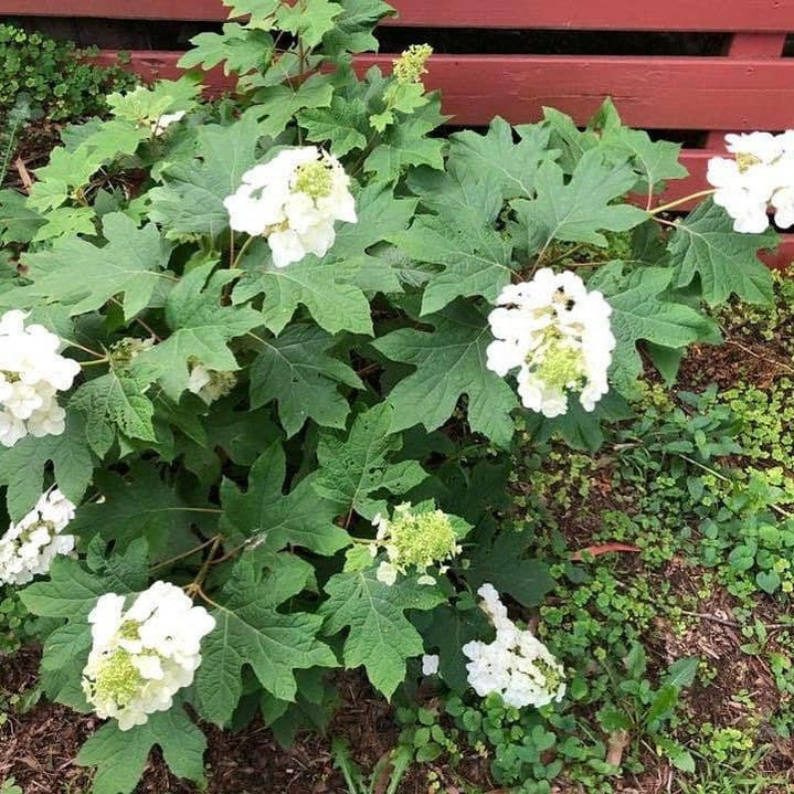 Hydrangea quercifolia Pee Wee 2