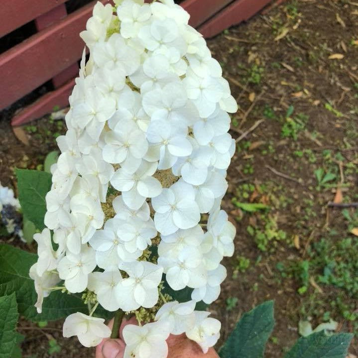 Hydrangea quercifolia Ruby Slippers 1