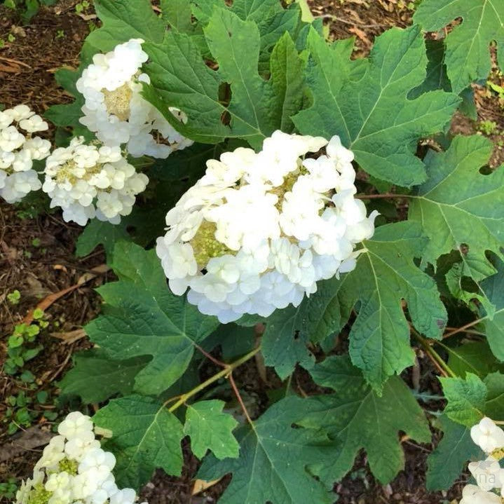 Hydrangea quercifolia Ruby Slippers 2