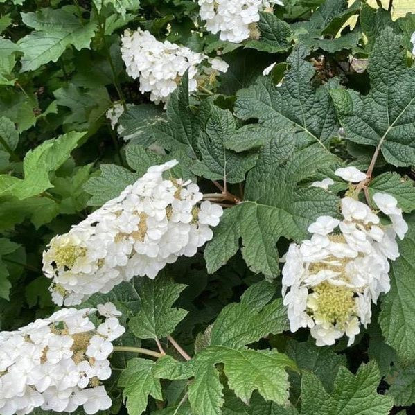 Hydrangea quercifolia Snow Queen 1