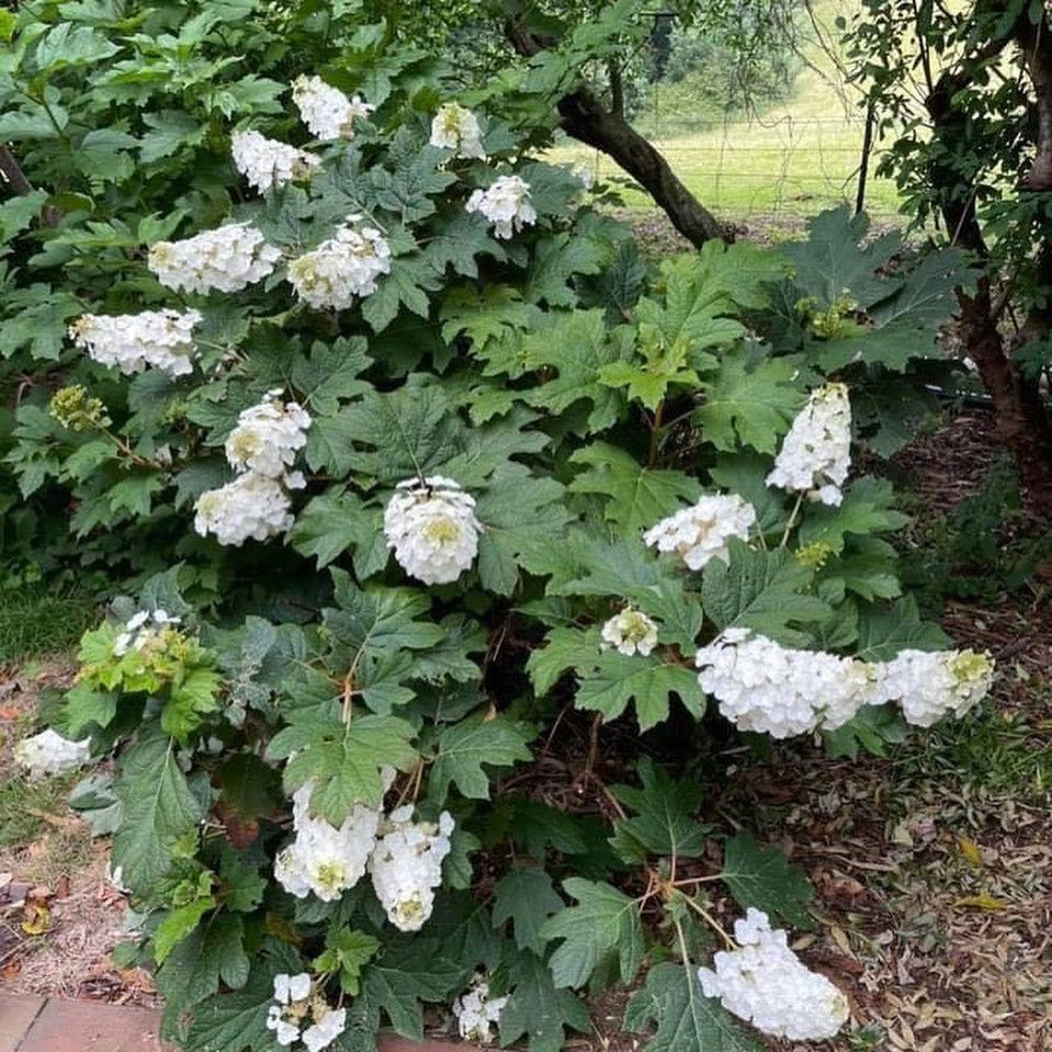 Hydrangea quercifolia Snow Queen 2
