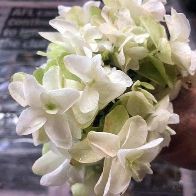 Hydrangea quercifolia Snowflake 1