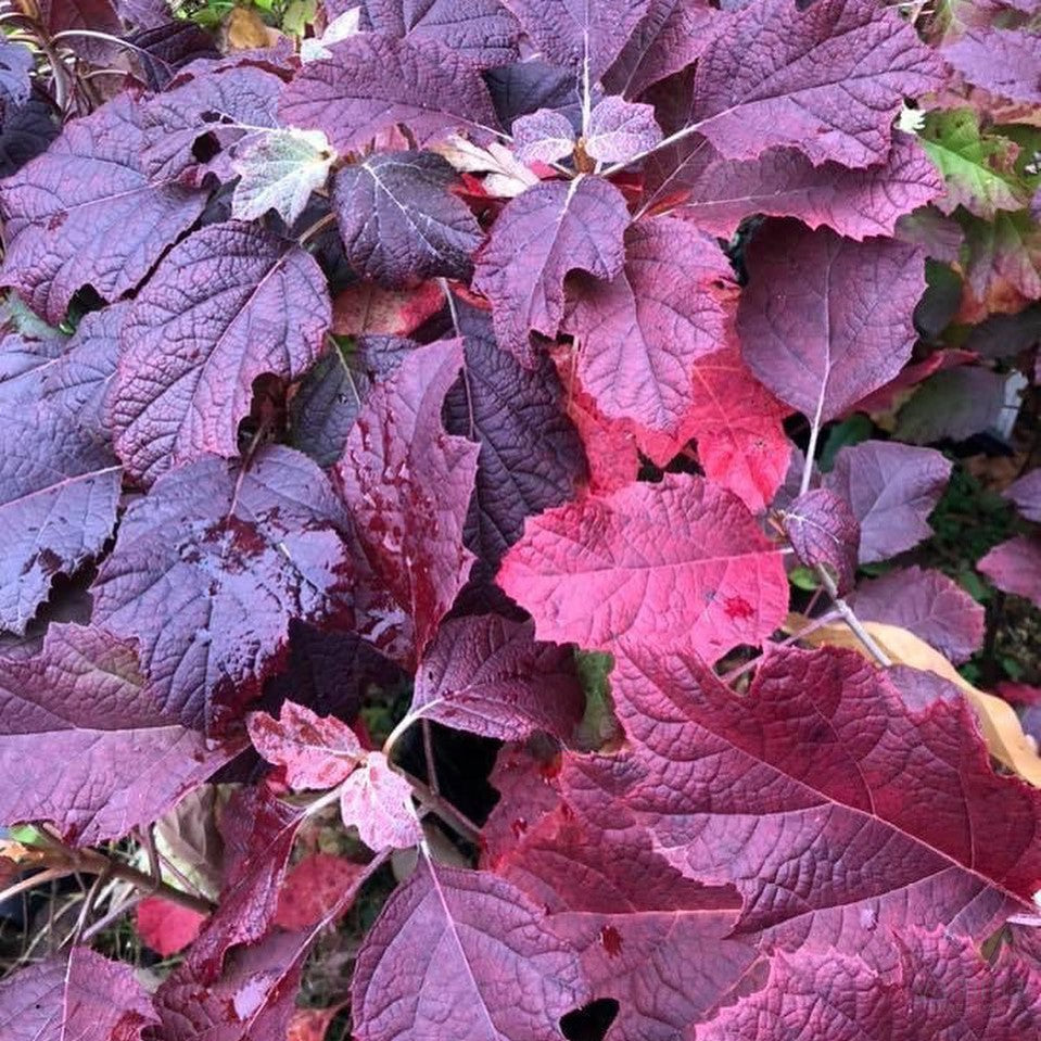 Hydrangea quercifolia Snowflake 2