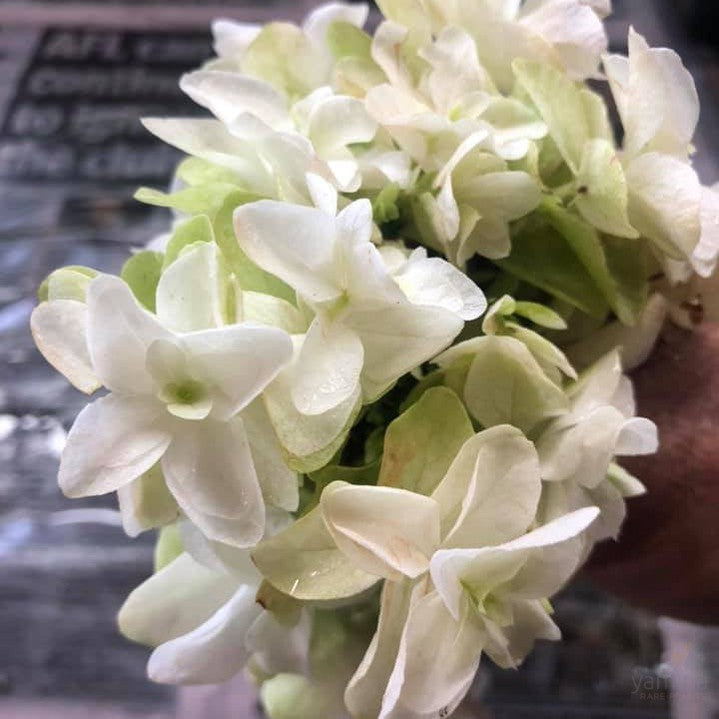 Hydrangea quercifolia Snowflake 3
