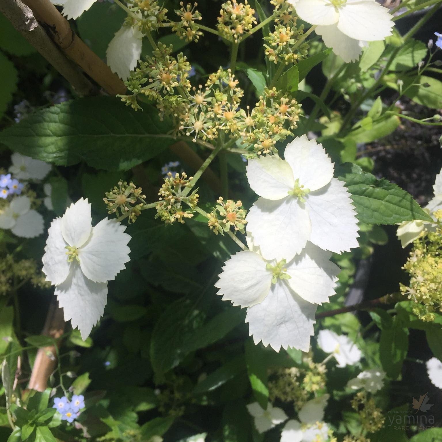 Hydrangea scandens 1